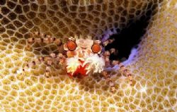 A beautiful crab. Take in Manado Tua .
Nikon D 100 , 60 ... by Marchione Giacomo 